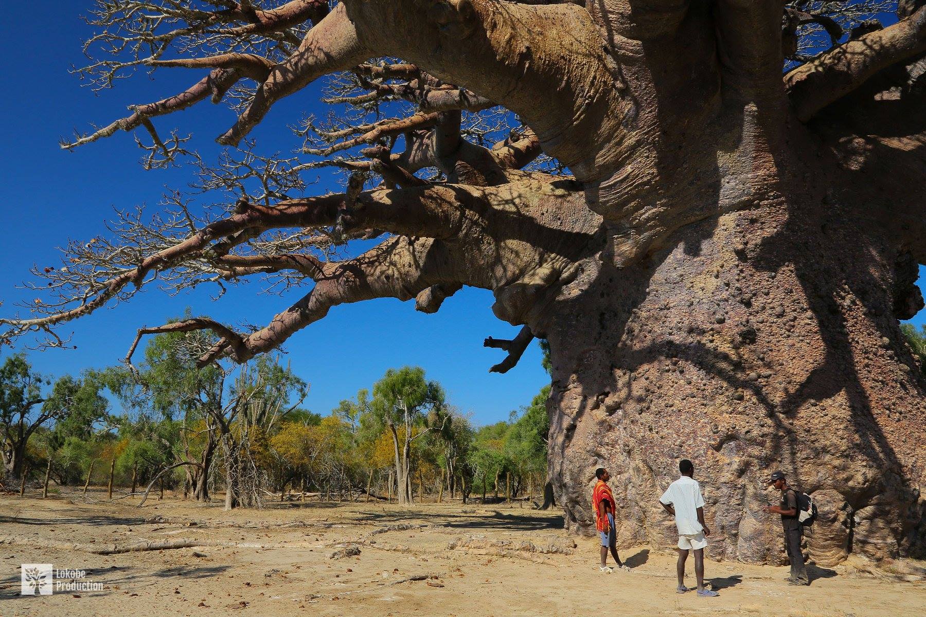 Люди живущие на деревьях. Баобаб (Адансония пальчатая. Баобаб Санлэнд. Баобаб Сенегал 6000. Баобаб в Сенегале.